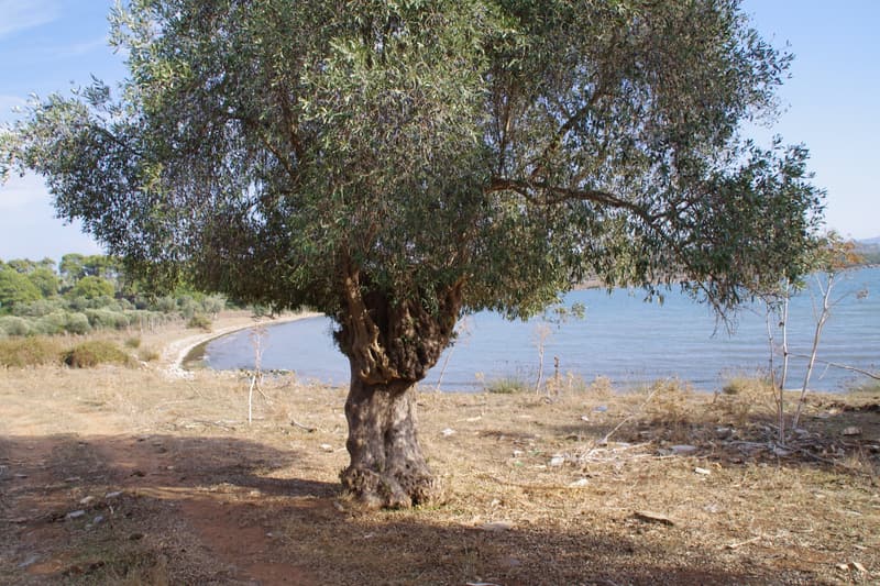 Kıyıda, denize karşı duran yaşlı bir zeytin ağacı