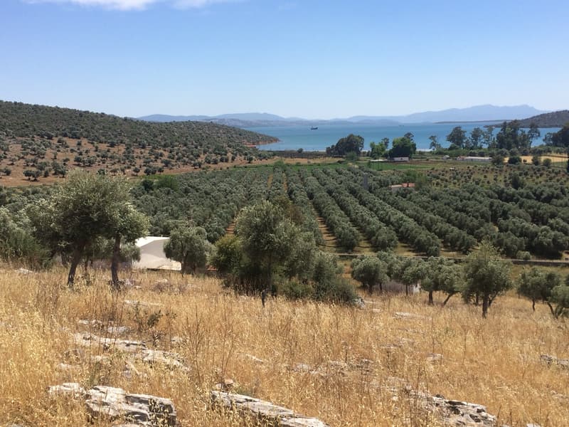 Sıra sıra zeytin ağaçları, arkada koy ve deniz