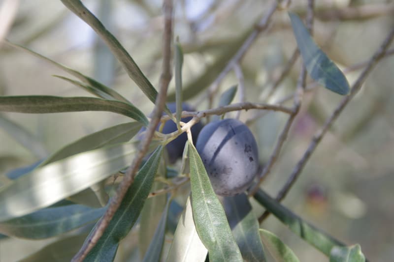 Dalında koyulaşmış tek bir zeytin, çevresinde ince yeşil yapraklar.
