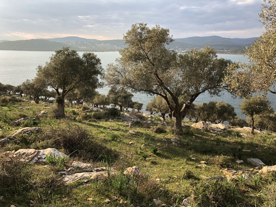 Zeytin ağaçları ve arkada körfez.